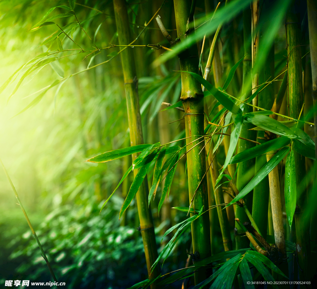 竹林美景