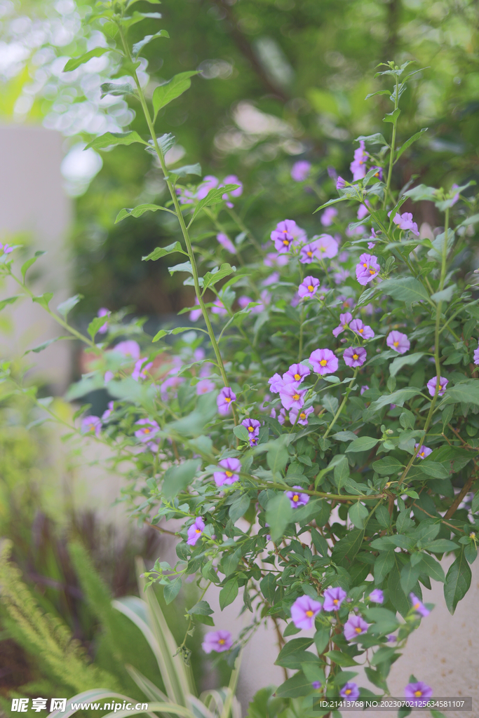 綠植花草小花 
