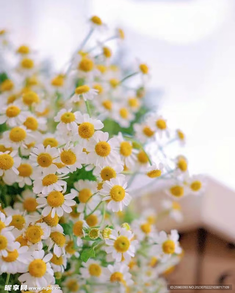 水培鮮花