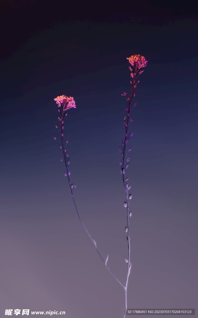 粉蝶花