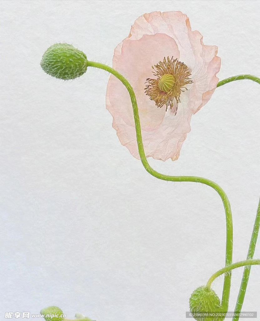 室內干花藝術