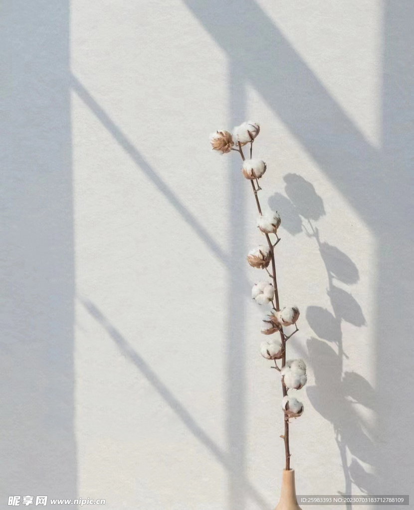 室內裝飾干花