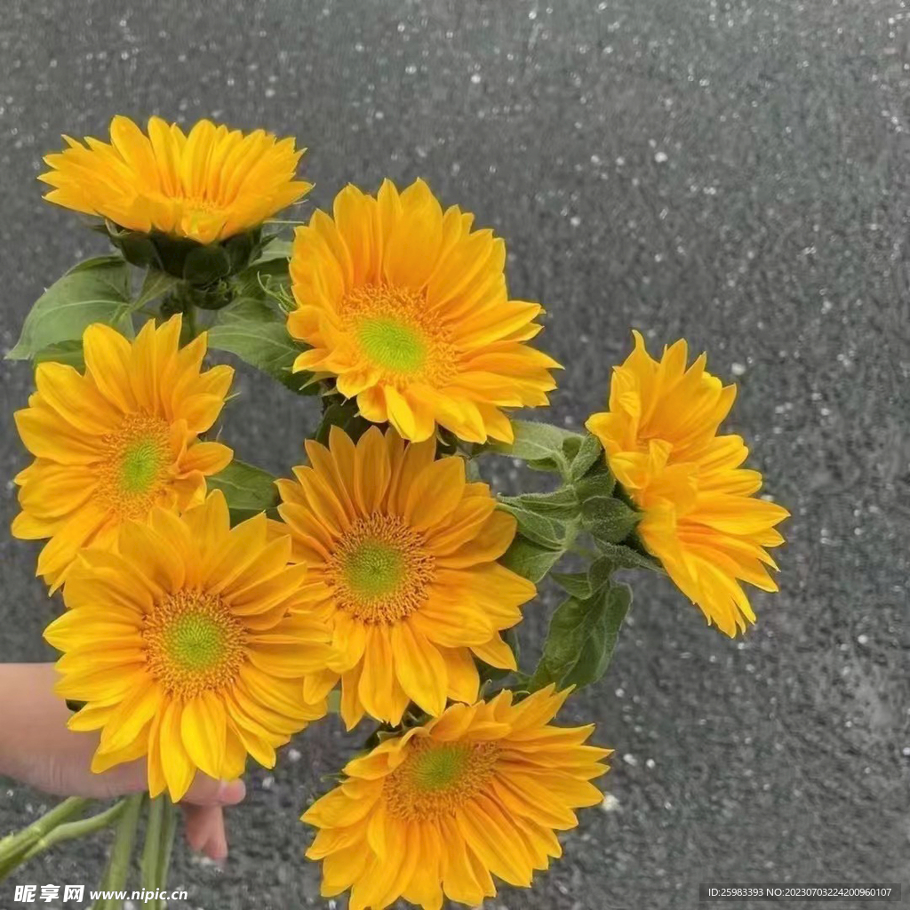 水培鮮花