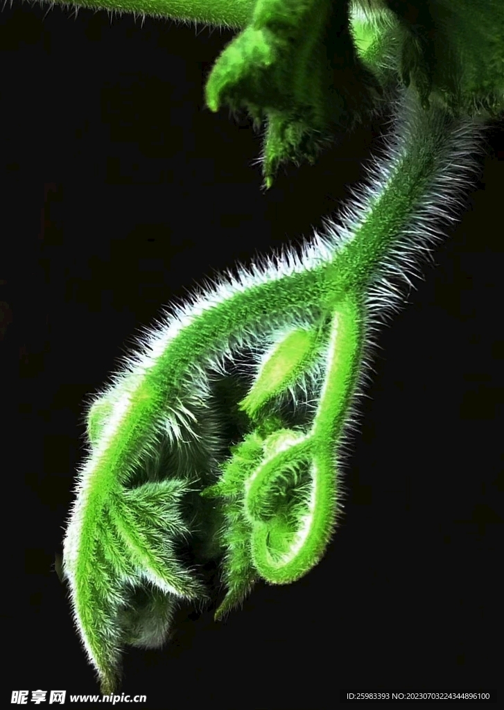 花牙