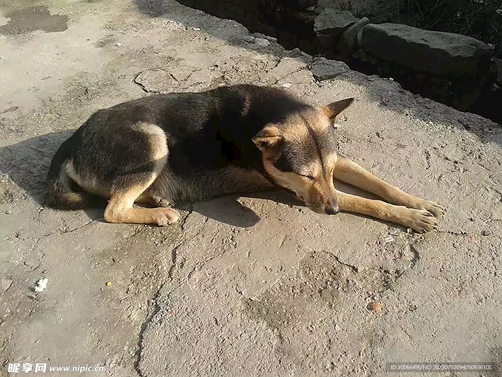 中华田园犬