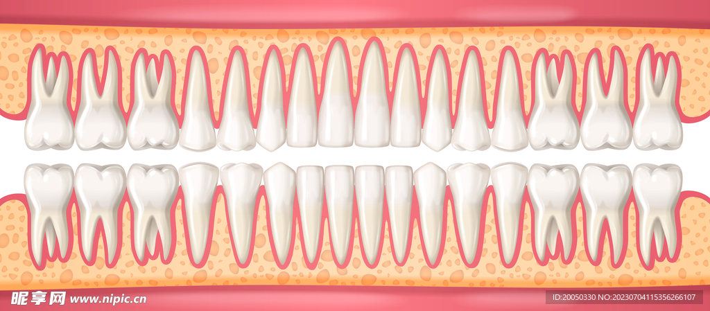 牙齿平面图