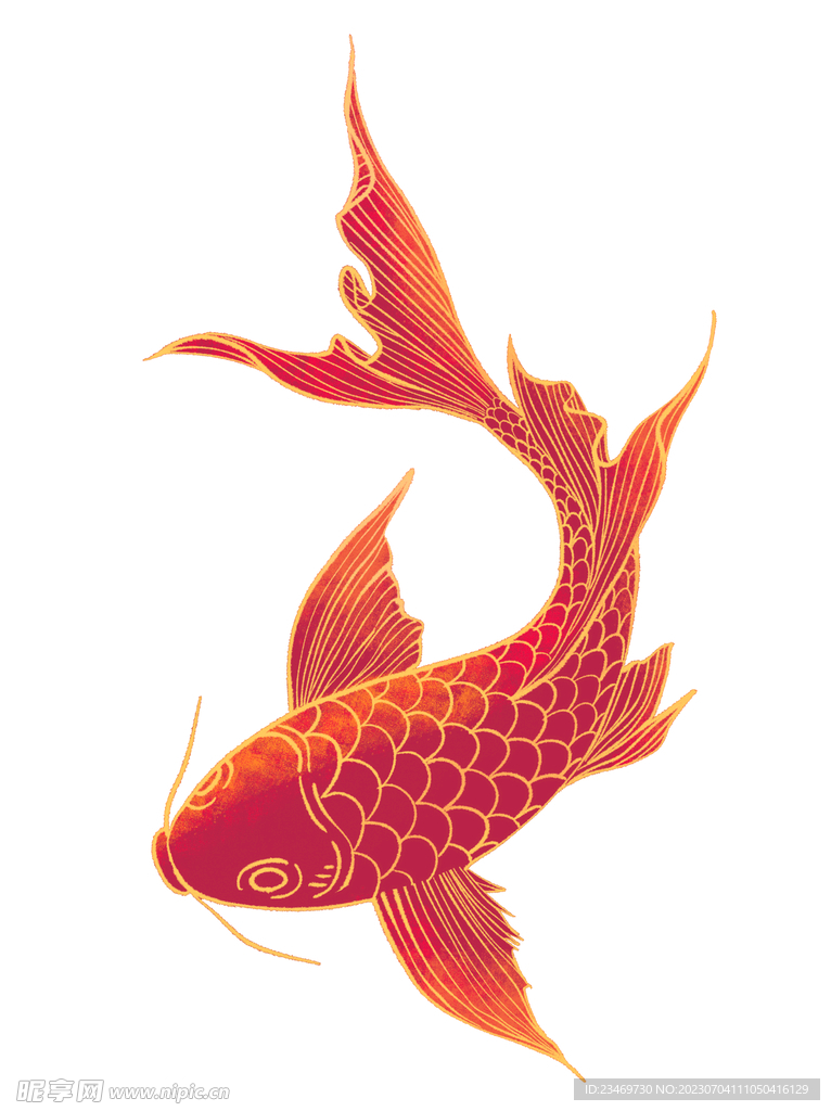 鯉魚