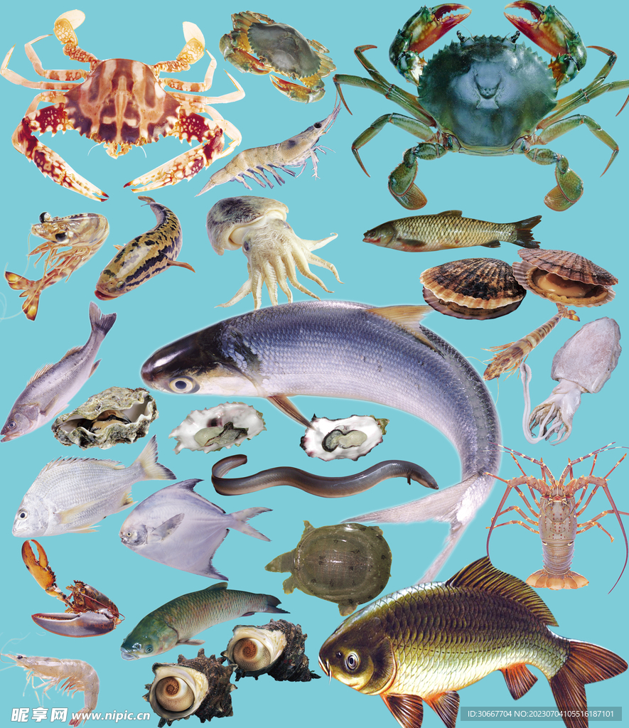 海鮮 魚類