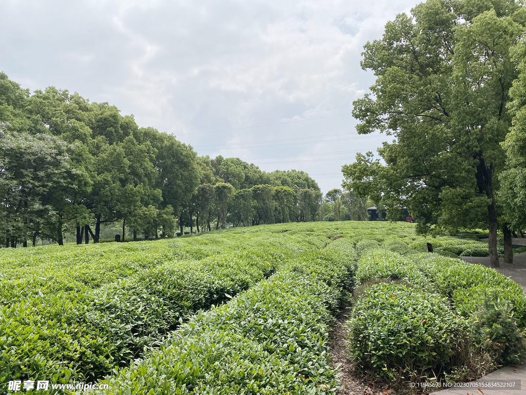 茶樹園