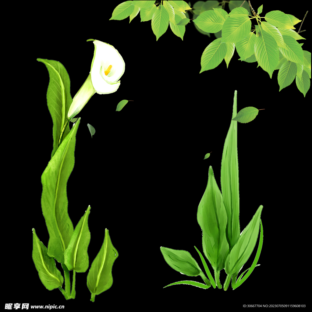 馬蹄蓮