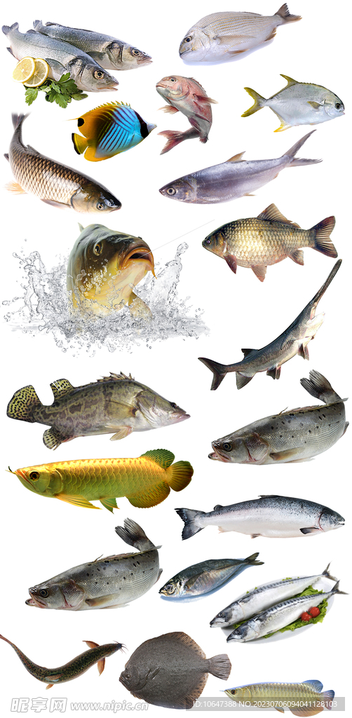 魚類