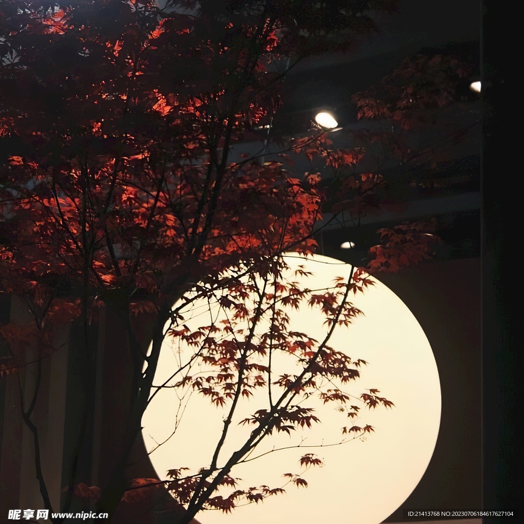 紅楓楓樹(shù)楓葉