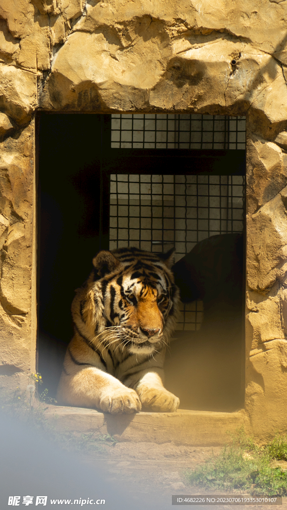 黔灵山公园动物园老虎