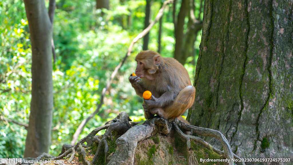 黔灵山公园吃橘子的猴子