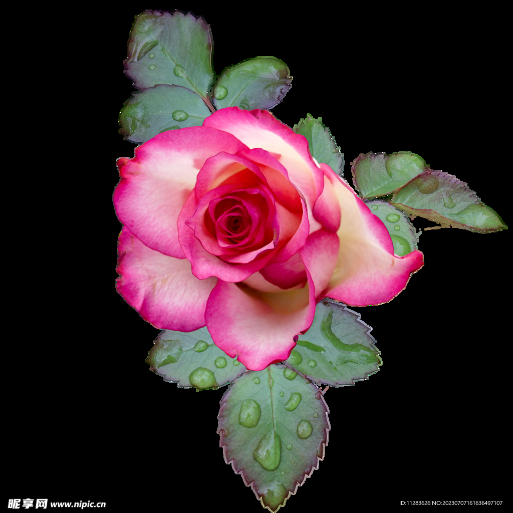 玫瑰花png素材