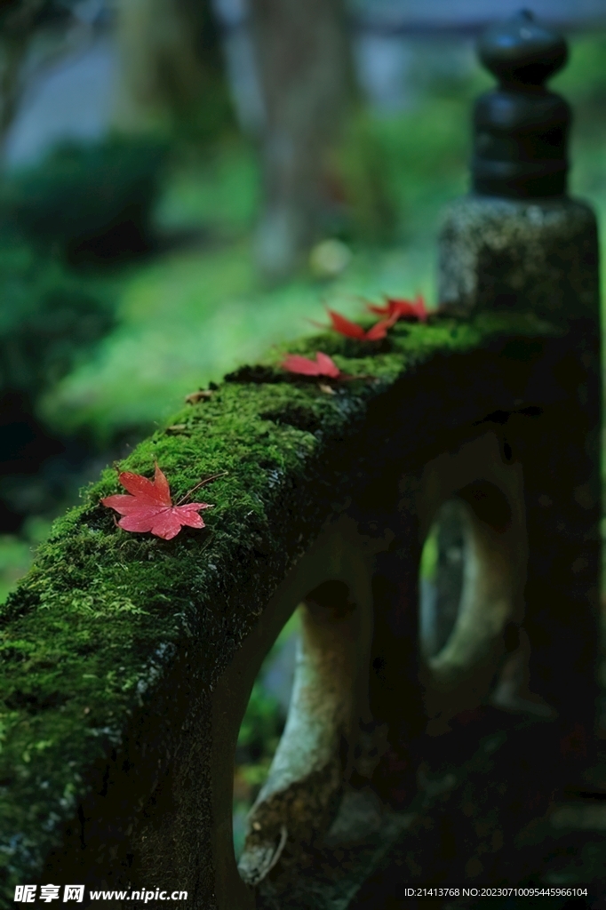 紅楓楓樹楓葉