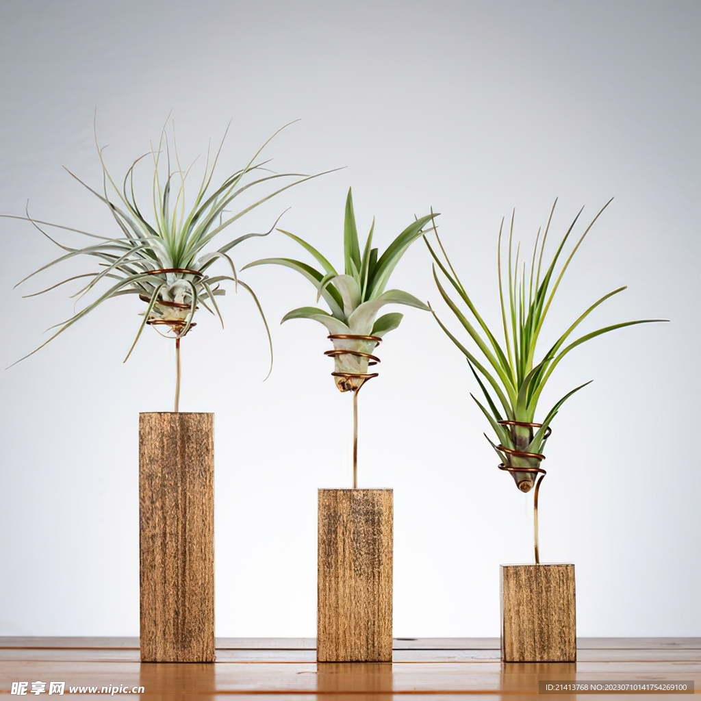 綠植綠葉植物