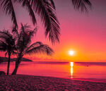海边椰树落日图片