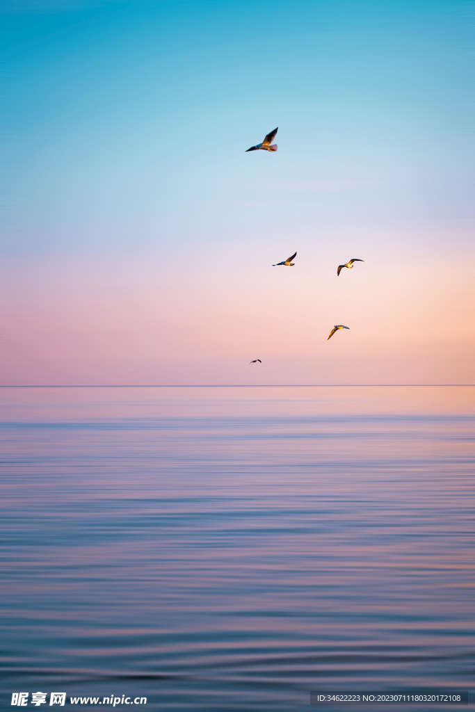 海鳥