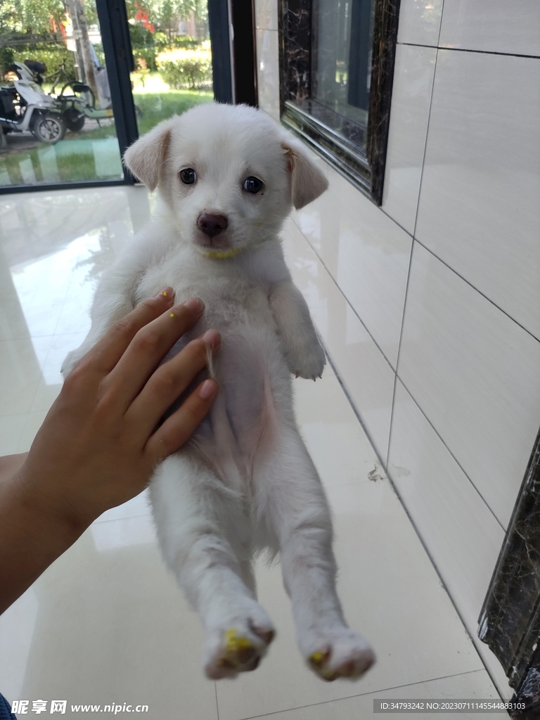 被舉著的小狗