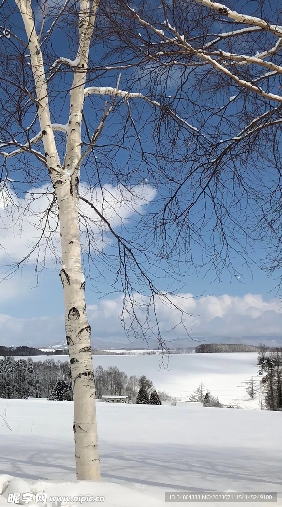 大雪大樹