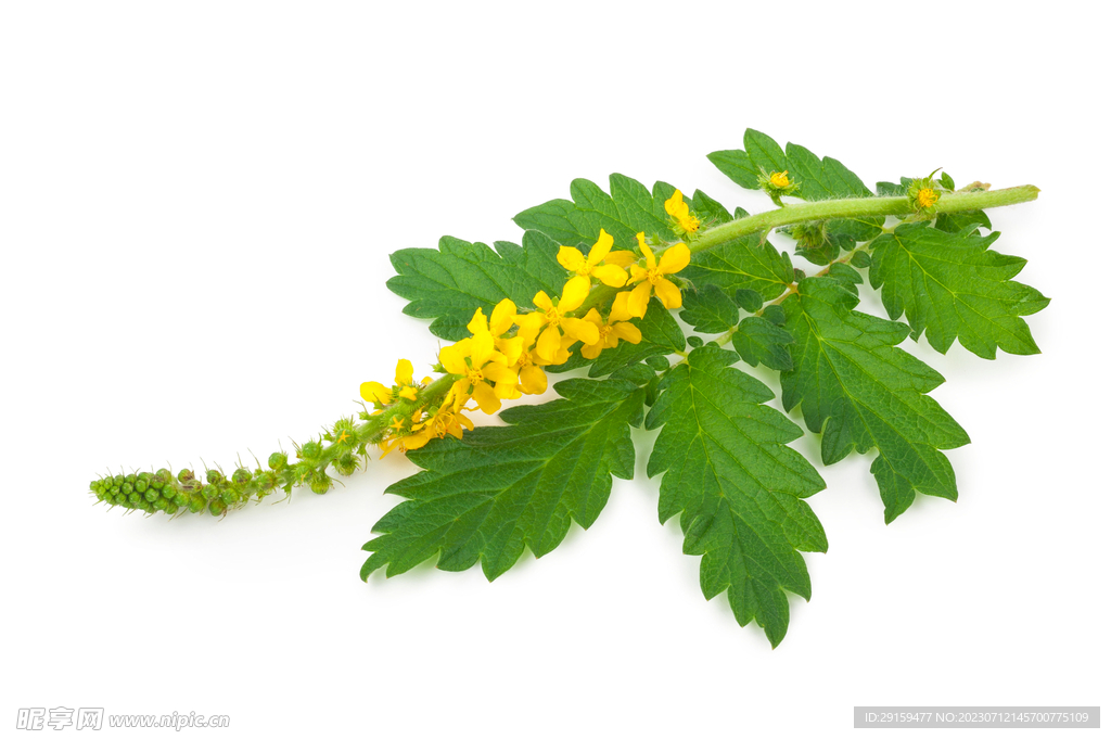 龍芽草