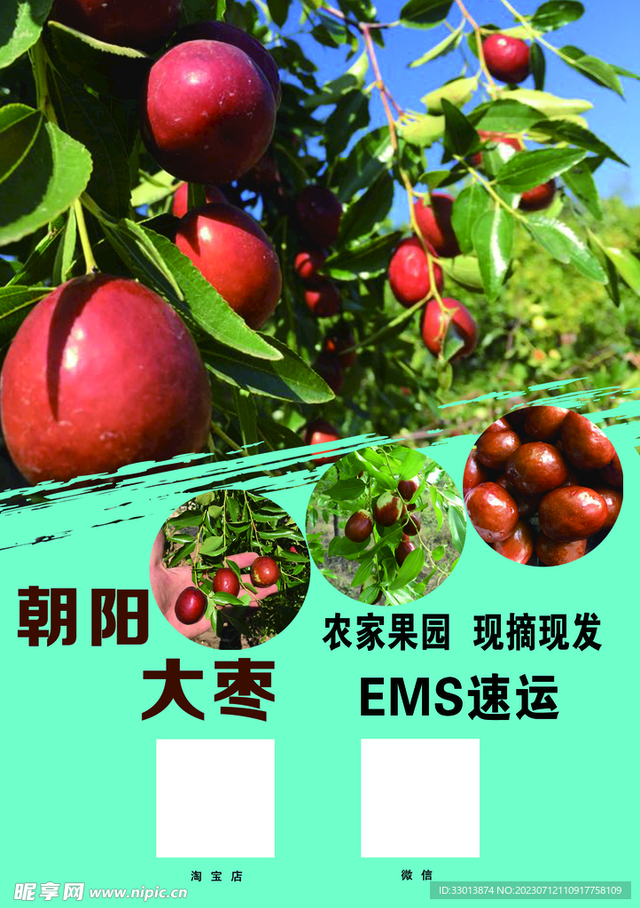 朝陽大棗單頁