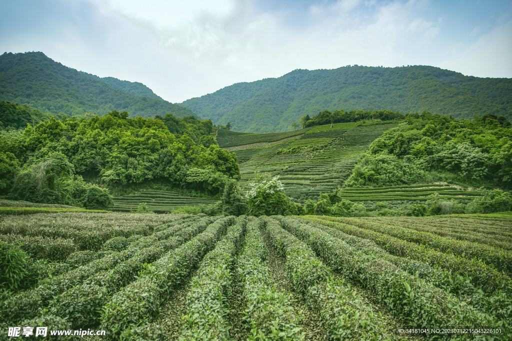 杭州茶園