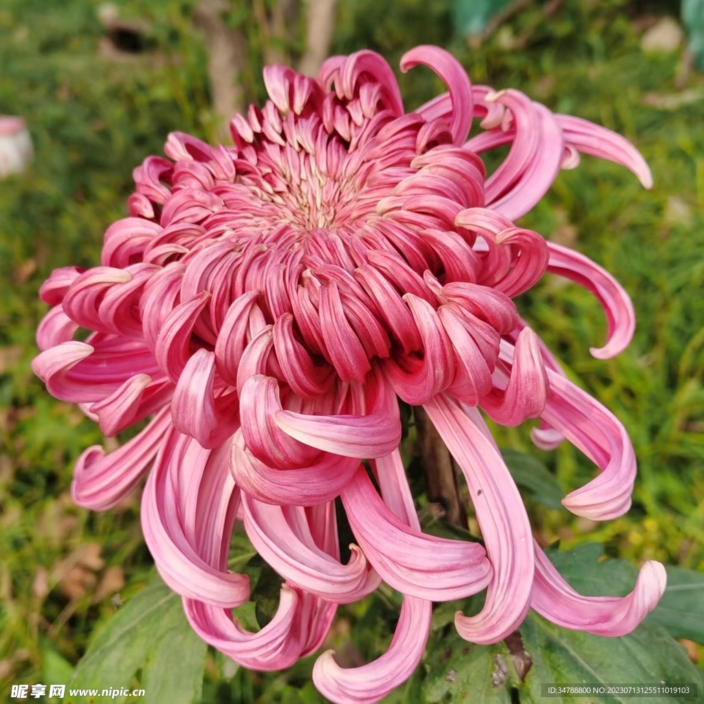 菊花