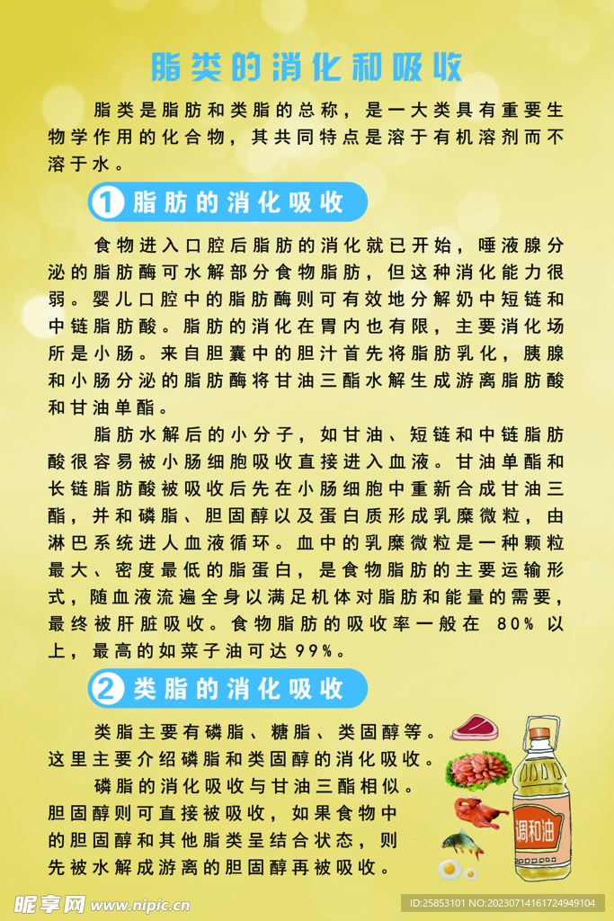 脂類的消化和吸收
