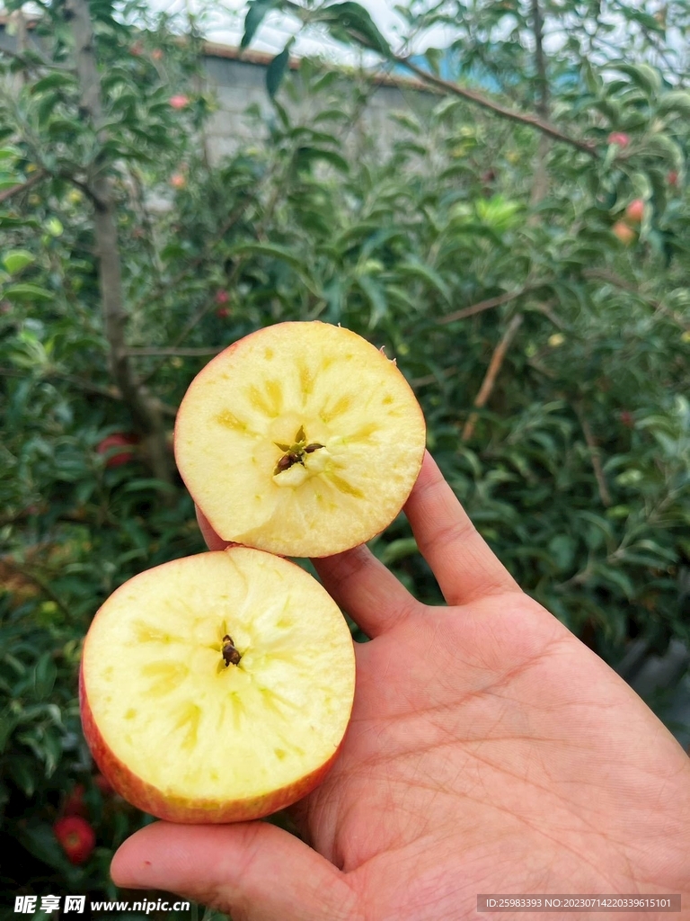 糖心蘋(píng)果
