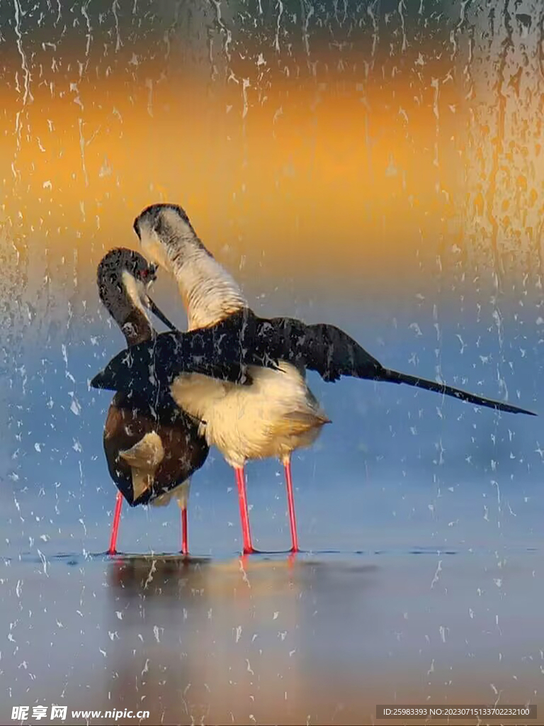 雨中的水鳥