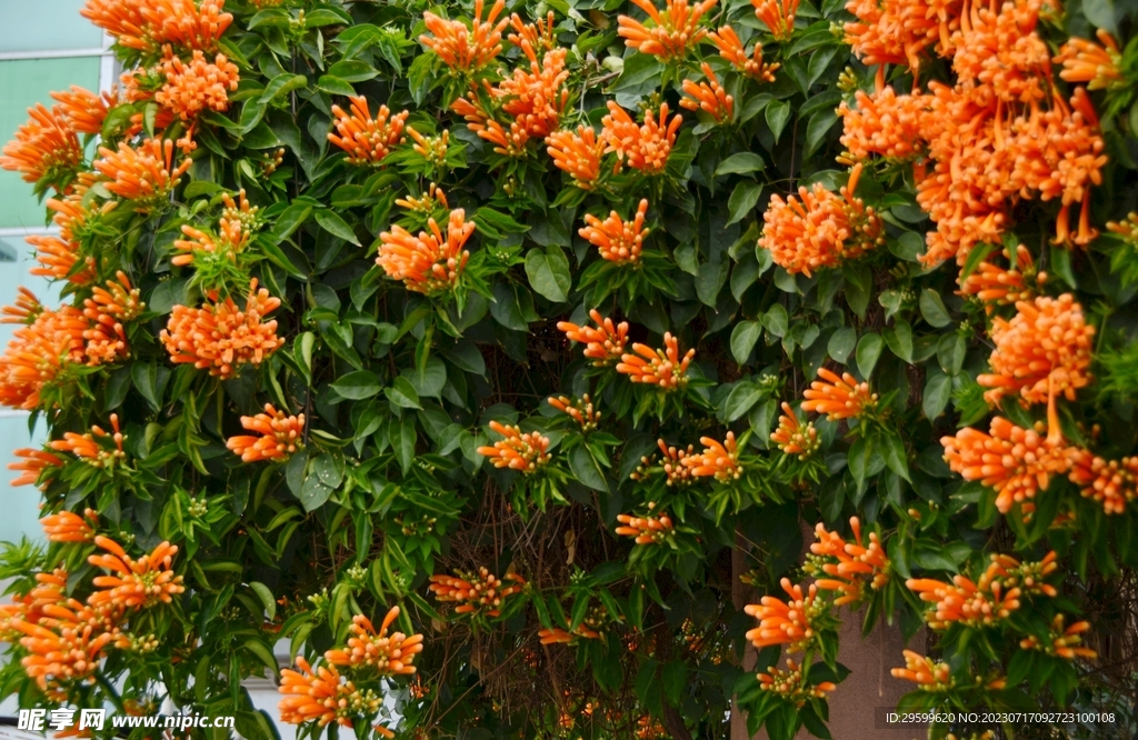 爆竹花