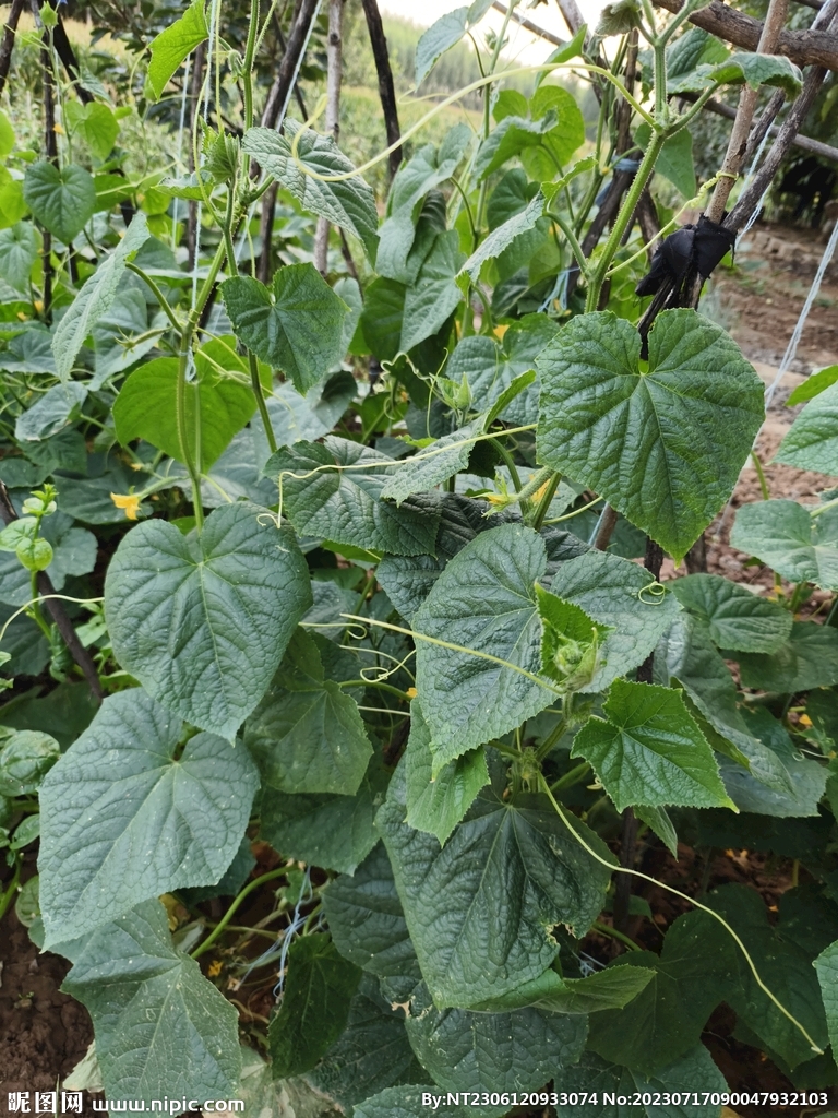 黃瓜秧