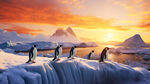 企鹅可爱动物栖息海洋动物极地寒