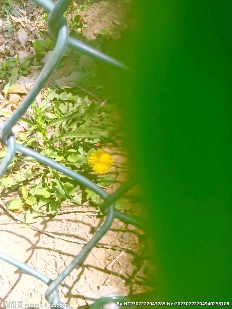 網格對面的花