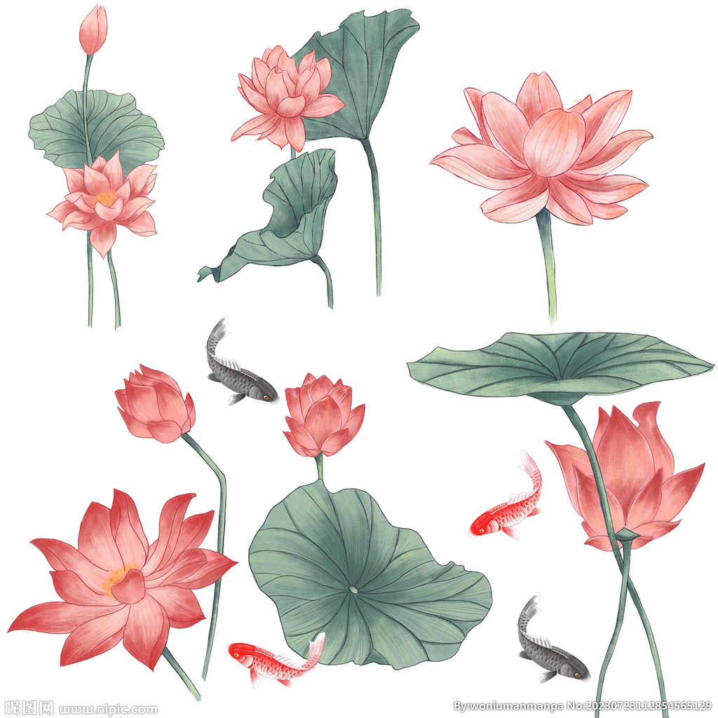 荷花