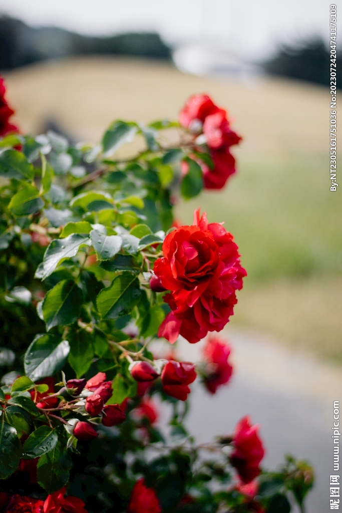 盛開(kāi)的鮮花