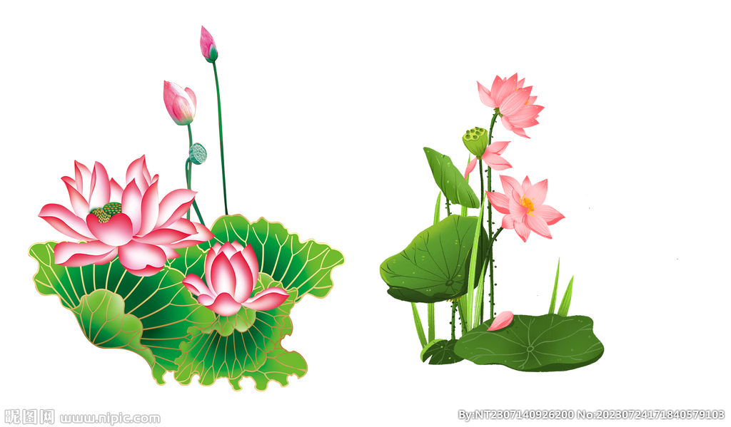   荷花 