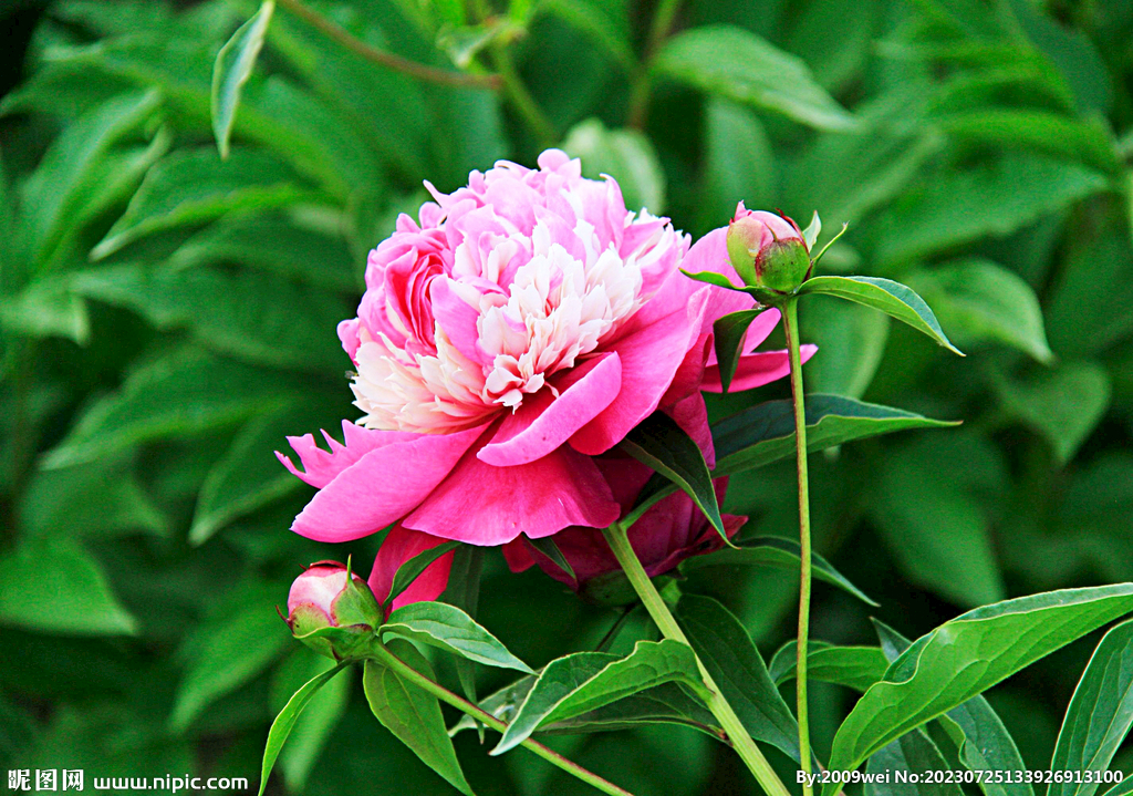 芍藥花開(kāi)
