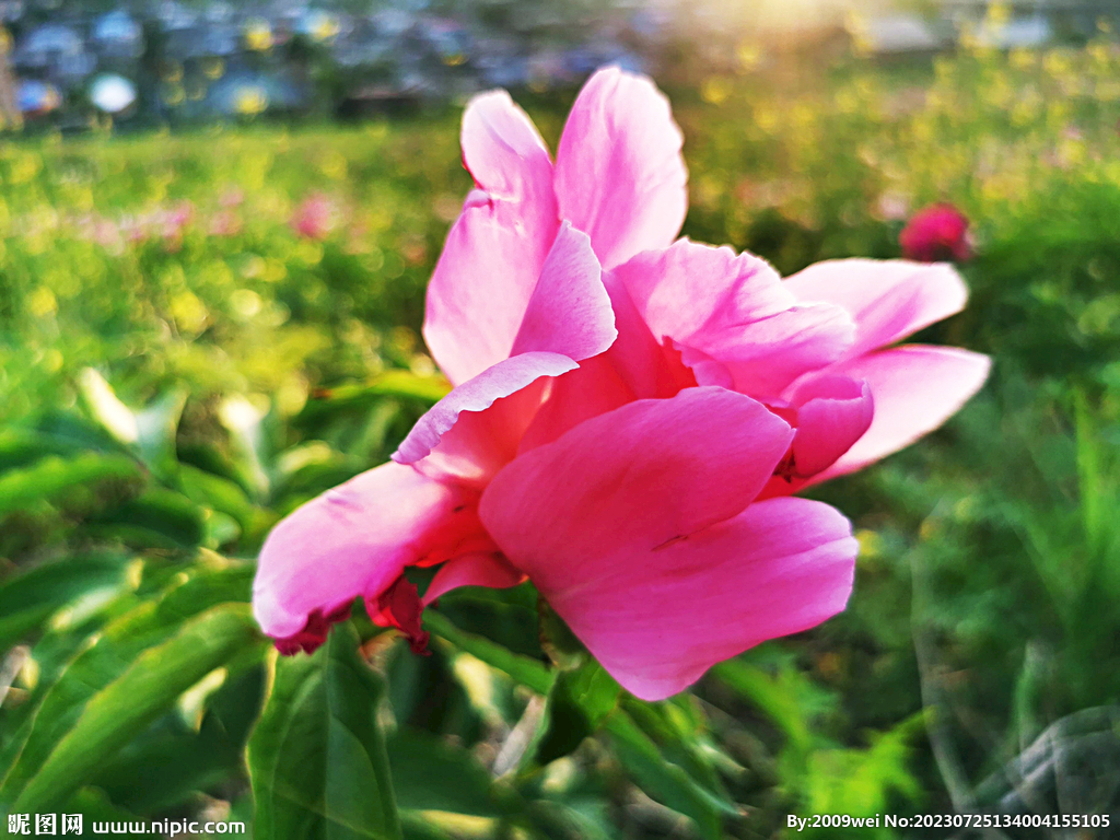 芍藥花開