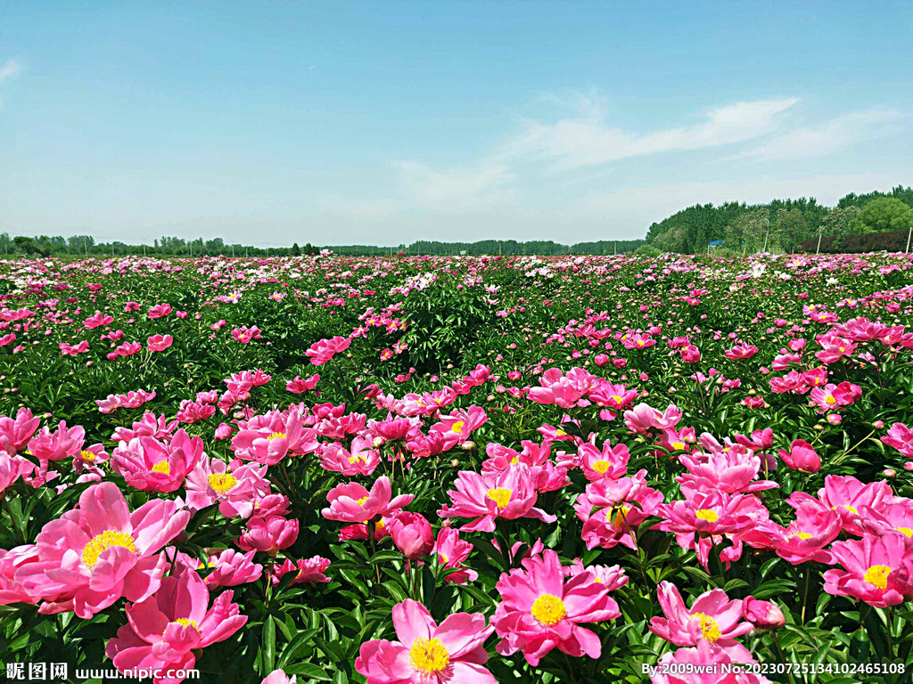 芍藥花開