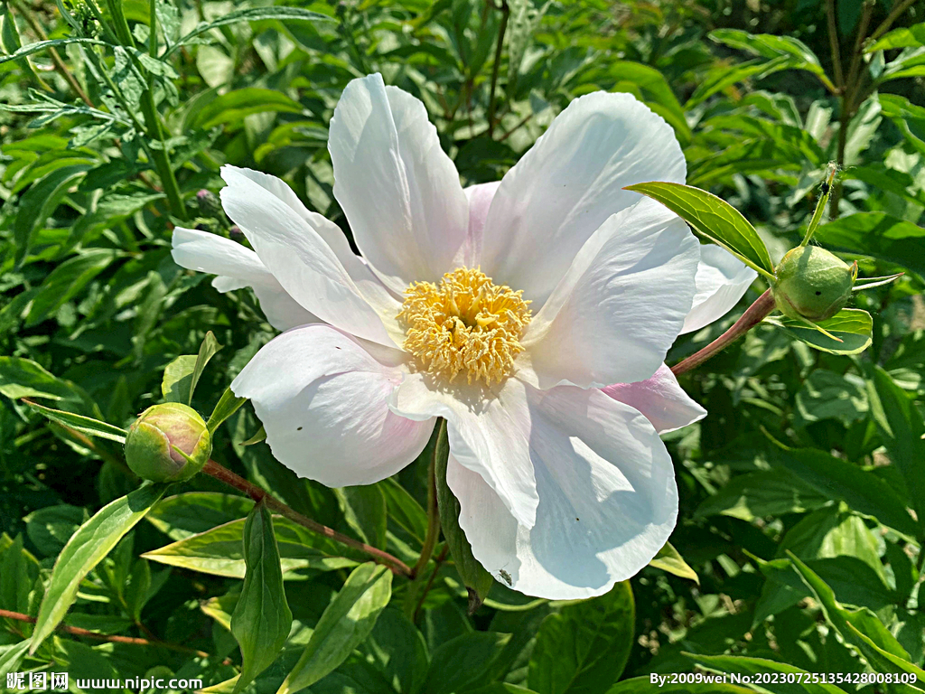 芍藥花開