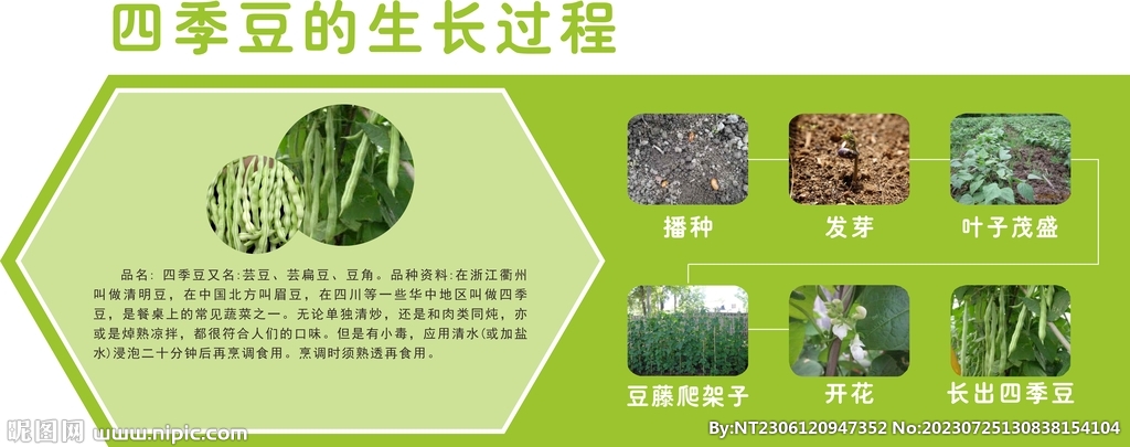 四季豆