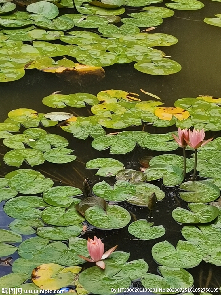 荷花
