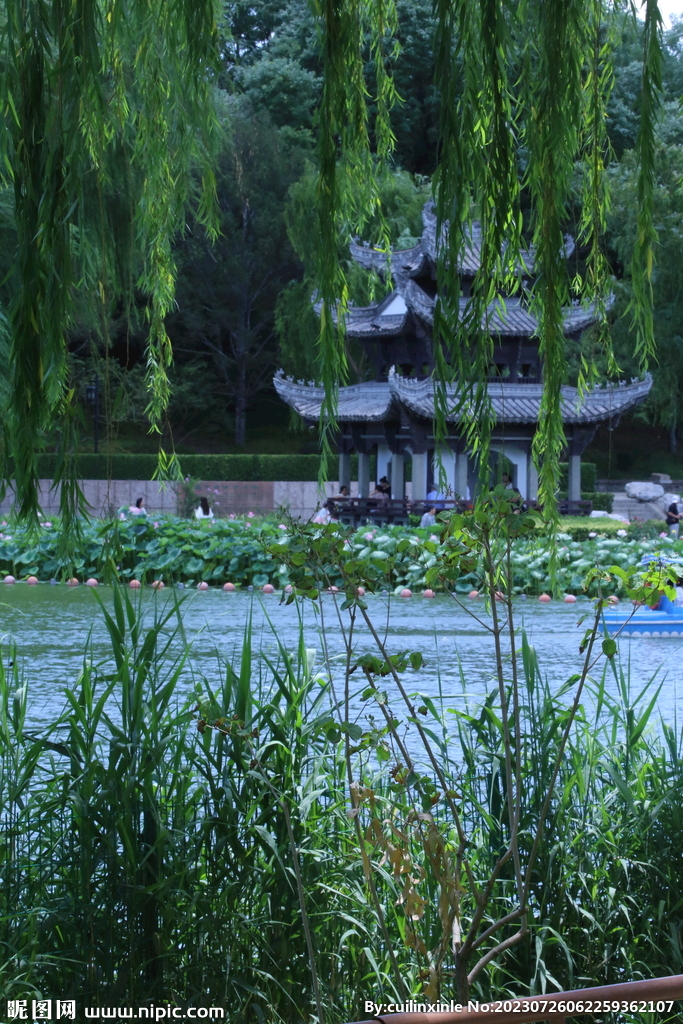 公园风景 垂柳风景 夏日风景 