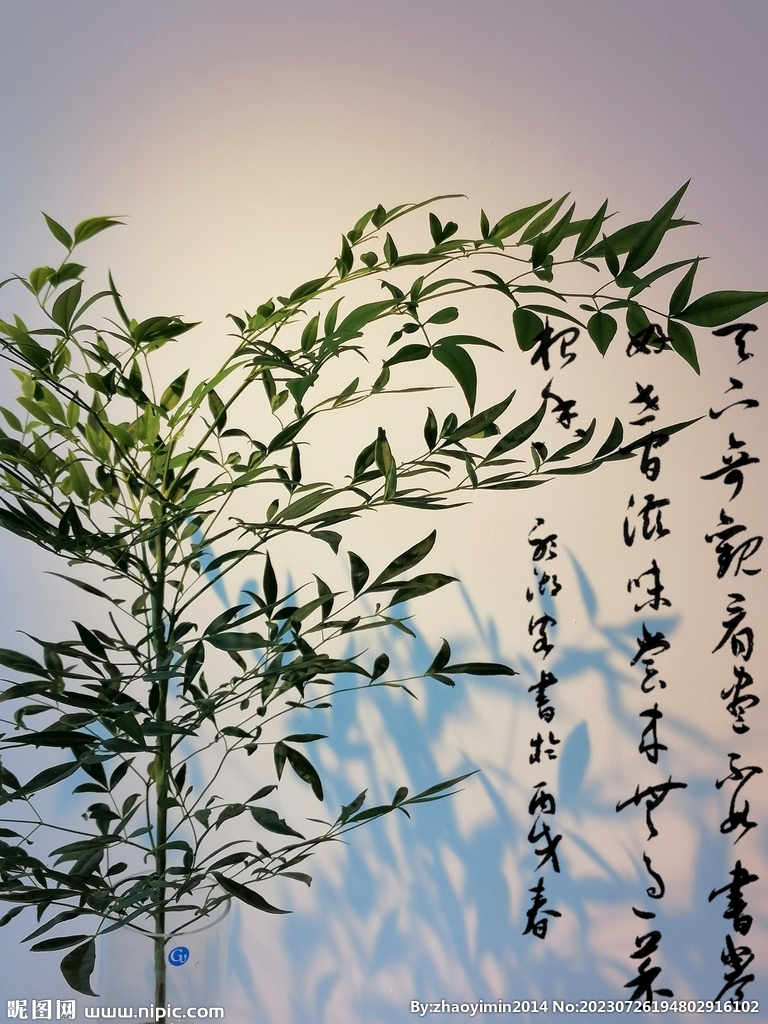 水培植物