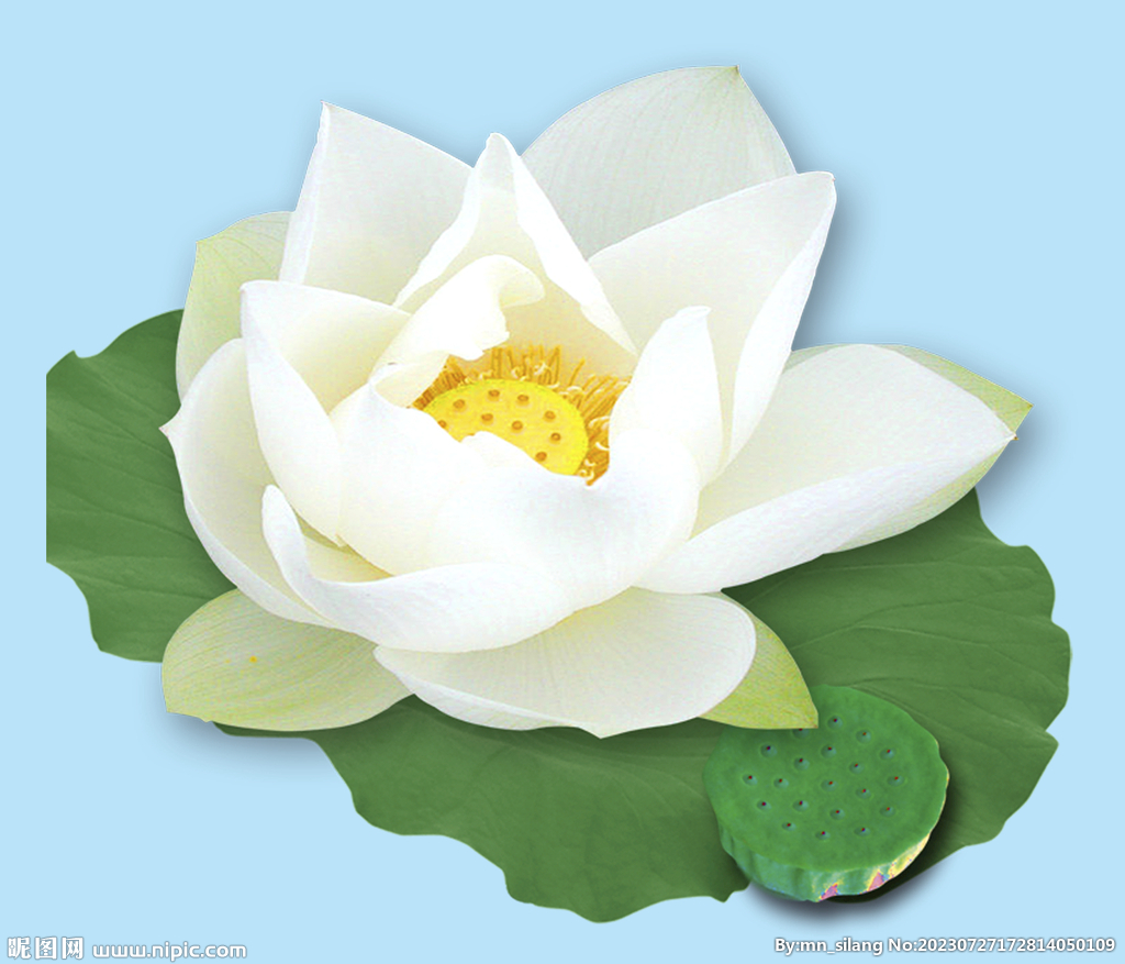 蓮花