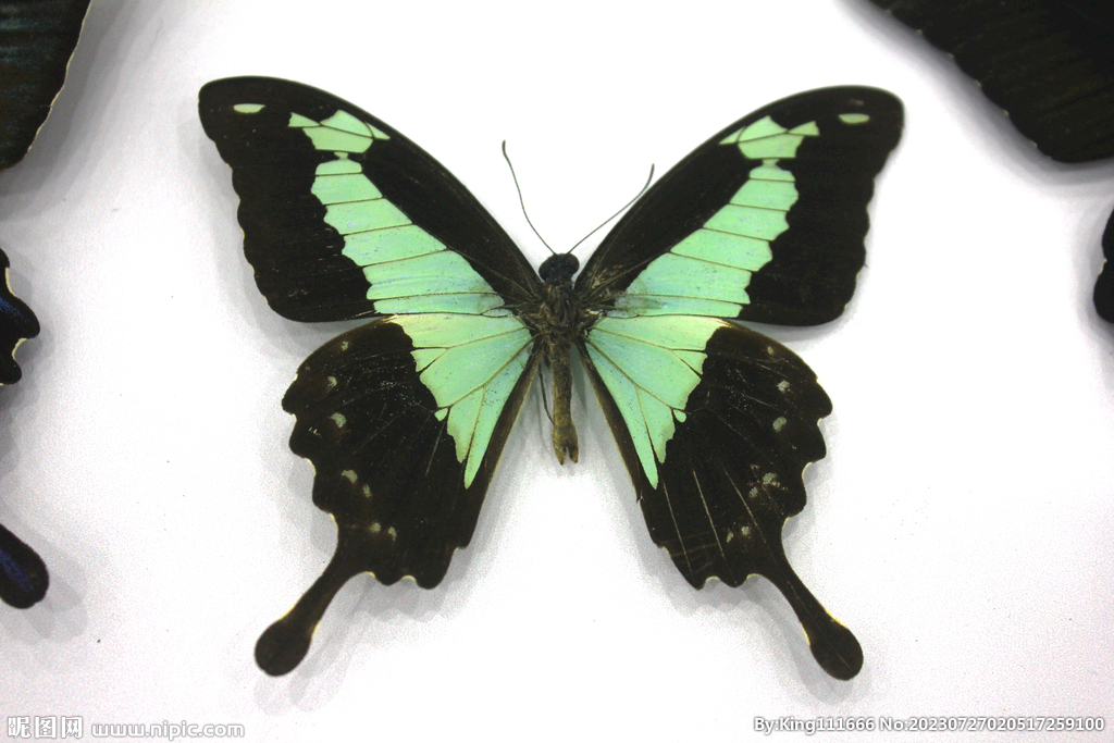 蝴蝶特写粉绿昆虫标本