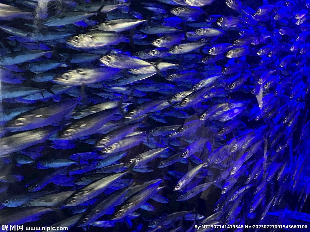 魚群
